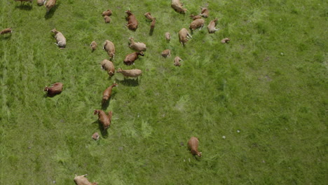 Aerial-top-down-shot-of-happy-cows-resting-and-sleeping-on-green-field-in-sun