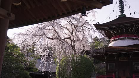 Japanischer-Tempel-In-Yoshino,-Frühlingssonne-Auf-Blühenden-Sakura-Bäumen-Im-Garten
