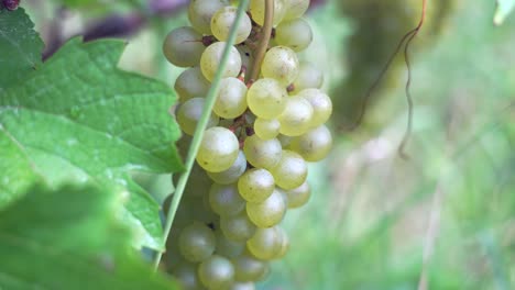 Close-up-of-white-grapes-on-vine-branch