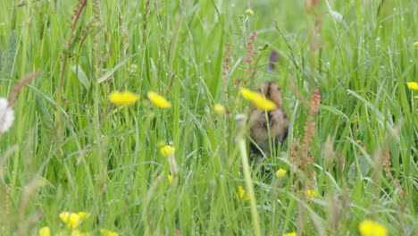 Tiny-Grutto-bird-trying-to-walk-through-dense-green-meadow,-handheld-view