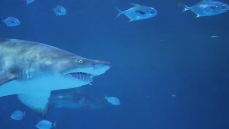 Un-Tiburón-Gigante-Nada-En-Su-Recinto-Acuático-En-El-Acuario-De-Roanoke-En-Los-Bancos-Exteriores