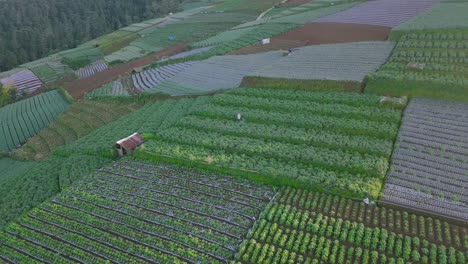 Drone-shot-of-farmer-working-on-the-Vegetable-Plantation-on-Hillside-in-the-morning