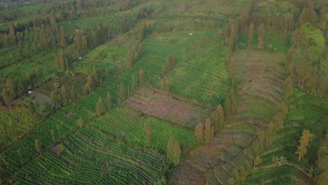 aerial-drone-shot-of-largest-tobbaco-plantation-in-Temanggung,-central-java,-Indonesia