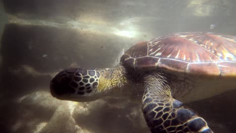Meeresschildkröte-Schwimmt-Im-Wasser