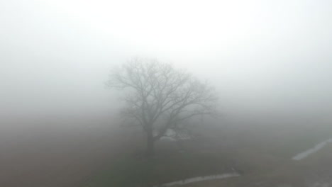 Rotating-aerial-drone-shot-of-a-tree-in-a-field-completely-covered-in-fog