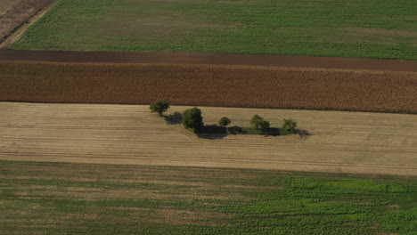 Aerial-view-of-trees-in-colorful-fields
