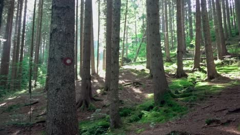 Entspannende-Aussicht-Im-Wald-Mit-Hohen-Bäumen