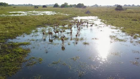 Lechwe-relaxing-and-running-through-water-in-the-Botswana-Okavango-Delta,-Aerial