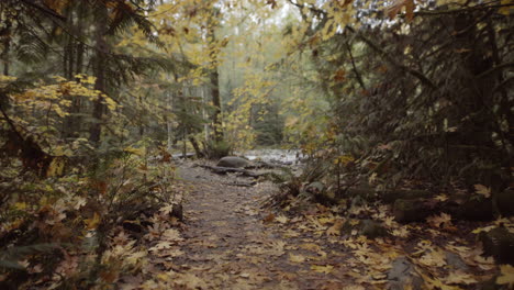 Wunderschöner-Waldweg-Mit-Goldenen-Herbstblättern-Bedeckt