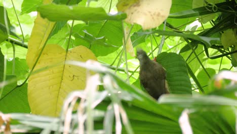 Close-up-shot-of-speckled-mousebird-on-green-leaf