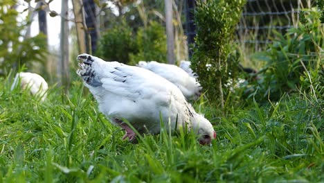 Hühner-Mit-Henne,-Die-Frei-Im-Gras-Herumlaufen