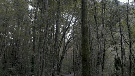 Toma-Panorámica-De-árboles-Verdes-Cubiertos-De-Musgo-En-Un-Bosque-Oscuro-Y-Sombrío
