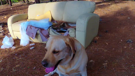 Couch-in-an-open-field,-found-by-the-dogs-for-a-rest