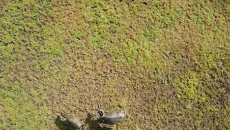 Aerial-view-of-wild-animals-running-in-a-field-in-Thailand