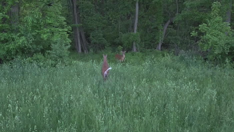 drone-shot-closing-in-on-deer-in-Pennsylvania