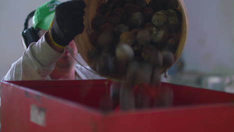Factory-worker-emptying-a-bucket-of-coyol-palm-fruit-in-to-a-stamp-machine,-to-produce-oil