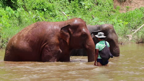 Elephant-in-the-river-with-their-trainer-in-slow-motion