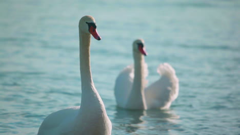 Two-swans-swimming-on-a-cold-lake-as-one-stands-up-and-looks-off-screen