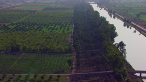 A-canal-is-covered-by-the-trees-and-the-farms,-Big-canal-in-the-green-farms,-A-bridge-on-the-canal,-Aerial-view-against-the-sun-light
