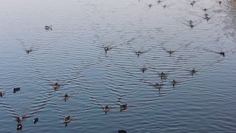 Big-group-of-ducks-swimming-and-coming-together-near-a-lake-shore-stock-video