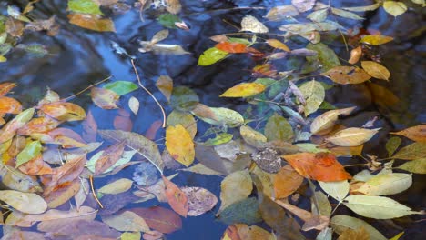 Herbstblätter-Auf-Dem-Wasser-Aus-Nächster-Nähe