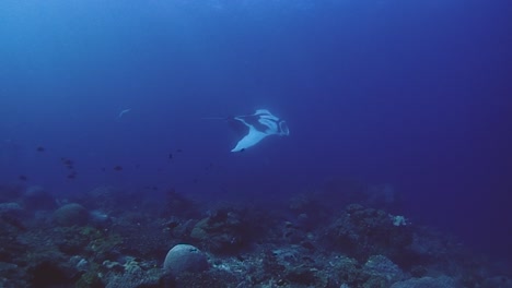 An-oceanic-manta-ray,-6-meters-big-are-swimming-next-to-the-coral-reef-in-the-blue-ocean