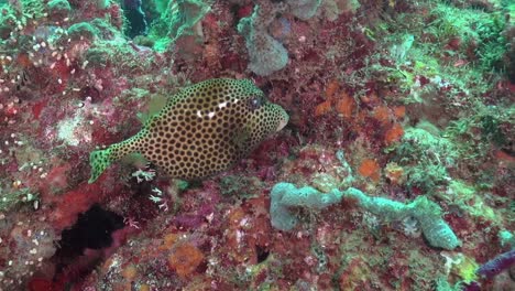 Spotted-Boxfish-with-funky-right-eye-on-colourful-reef