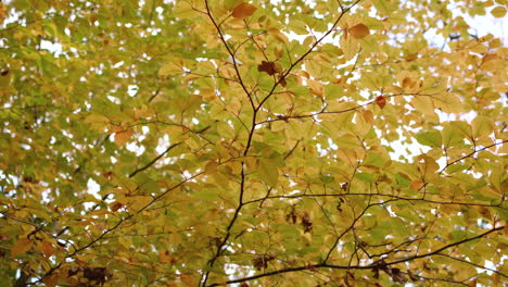 Panning-Around-Yellow-And-Orange-Autumn---Fall-Canopy,-In-Slow-Motion