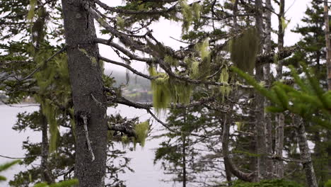 Coastal-trees-in-Newfoundland,-Canada-with-grandpa's-beard