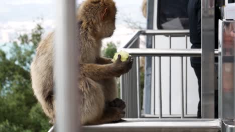 Monkey-eating-a-apple-behind-bars-in-Gibraltar