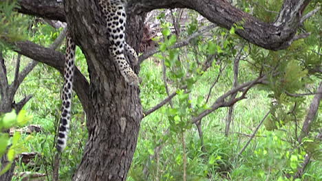 Tilt-down-from-a-young-female-leopard-lounging-in-a-tree-to-a-hyena-sleeping-hidden-at-the-base-of-the-tree