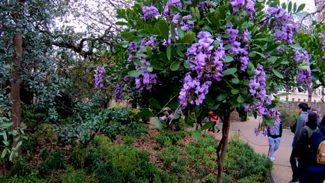 Glyzinienbäume-Gehören-Zu-Den-Wunderschönen-Blühenden-Und-Grünen-Pflanzen-Der-Alamo-Gardens-4k30fps-Seg-1-Von-2-Zeitlupe