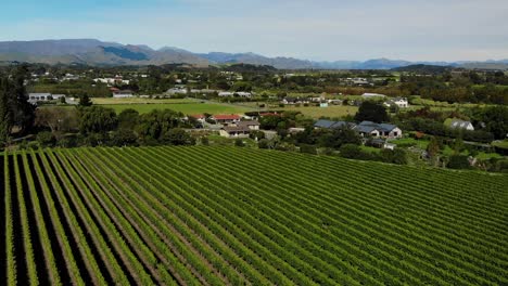Houses-right-by-vineyard-with-mountains-Southern-Alps-in-back-ground,-Renwick,-Marlborough-Sounds,-New-Zealand---Aerial