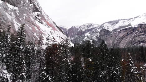 Aerial-Drone-footage,-flying-through-evergreen-treetops-in-wintery-Yosemite-Valley,-granite-cliffs-on-each-side