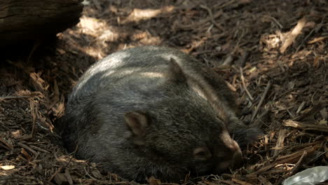 Australischer-Haariger-Wombat-Kratzt-Sich-An-Der-Nase
