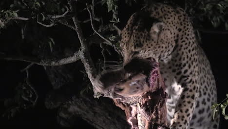 Wild-leopard-feeding-on-a-kill-at-night,-Kruger-National-Park