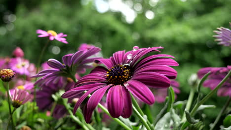 Lila-Blumen-Im-Garten-An-Einem-Schönen-Frühlingstag