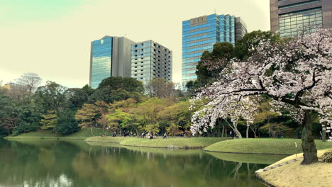 Wide-view-at-Koishikawa-Botanical-Garden-with-cherry-blossoms,-lake,-building-and-sky