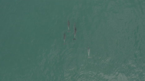 Delfine-Schwimmen-Lässig-In-Den-Gewässern-Von-Vleesbaai,-Westkap,-Südafrika