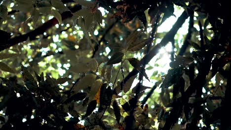 Bajo-El-árbol-Con-La-Luz-Del-Sol