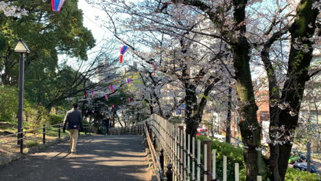 Ambiente-Hanami-Con-Flores-De-Cerezo,-Lámparas-De-Papel,-Calles,-Vehículos-Y-Senderos-Barandilla-Con-Gente-Caminando-En-El-Parque-Asukayama