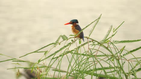 Malachite-Kingfisher-in-front-of-rippling-water,-looks-to-left-while-sitting-on-swaying-green-reed-plant