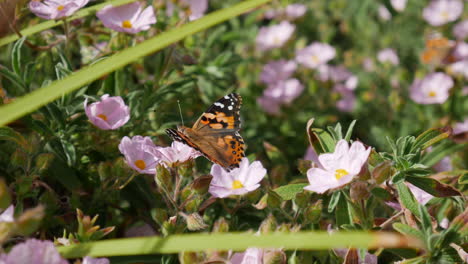 A-colorful-painted-lady-butterfly-feeding-on-nectar-aiding-pollination-of-pink-wild-flowers-during-a-California-bloom