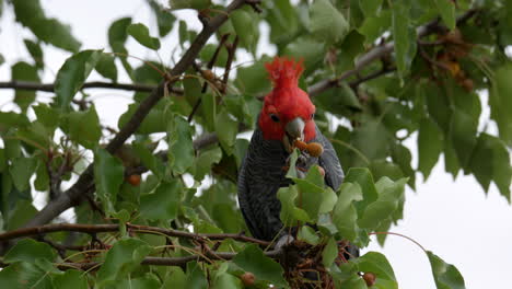 Gang-Gang-Cockatoo-foraging-food-from-a-suburban-street-tree
