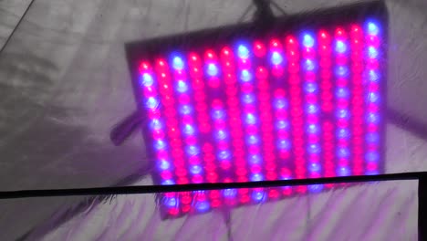 Close-Up-on-a-Full-Spectrum-Led-Grow-Light-in-a-Small-Green-House