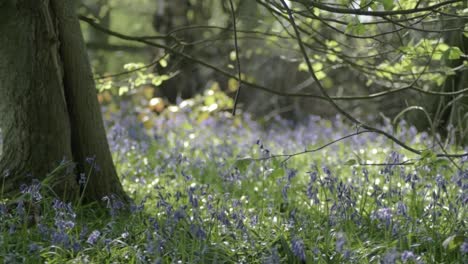 Bluebell-flowers-growing-in-woodland-in-springtime