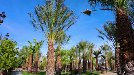 Palm-tree-garden-in-a-beautiful-sunny-day
