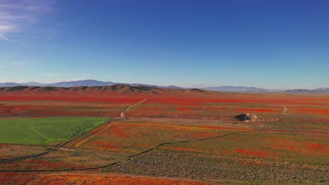 A-field-of-poppies-in-Lancaster,-CA-which-is-part-of-the-California-Super-bloom