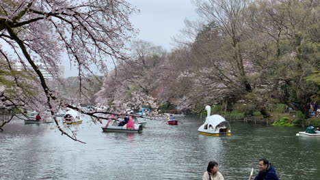 Moment-Der-Ruhe-Mit-Kirschblüten-Und-Booten,-Die-Auf-Dem-See-Des-Inokashira-Parks-Segeln