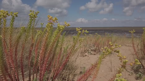 Vista-Desde-La-Playa-De-La-Reserva-Natural-Moeze-Oleron,-Ecosistema-Marino,-Isla-De-Oleron